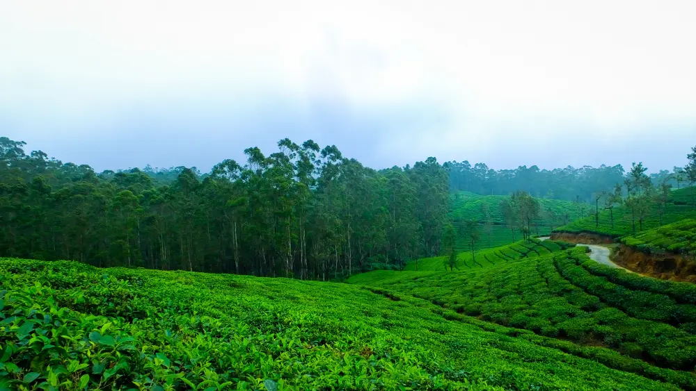 Munnar